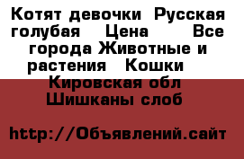 Котят девочки “Русская голубая“ › Цена ­ 0 - Все города Животные и растения » Кошки   . Кировская обл.,Шишканы слоб.